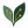 Silvervine Logo