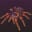 Arachnifiles