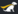 Lead Dog Logo
