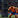 TackleArena Logo