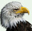 RavenCMS Logo