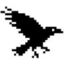 Data Raven Logo