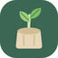 Ficus