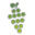 Grapevine Logo